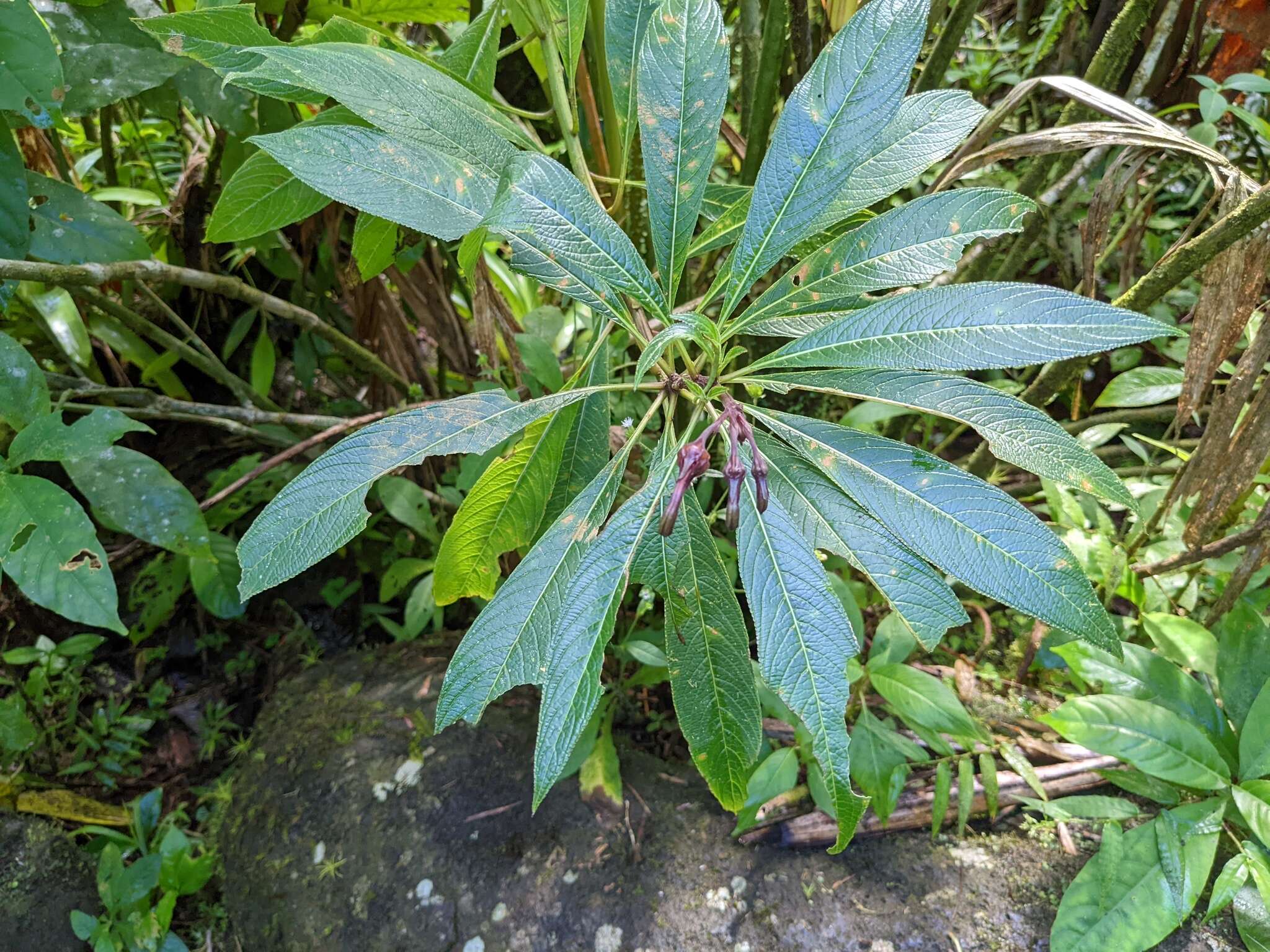 Image de Lobelia portoricensis (Vatke) Urb.