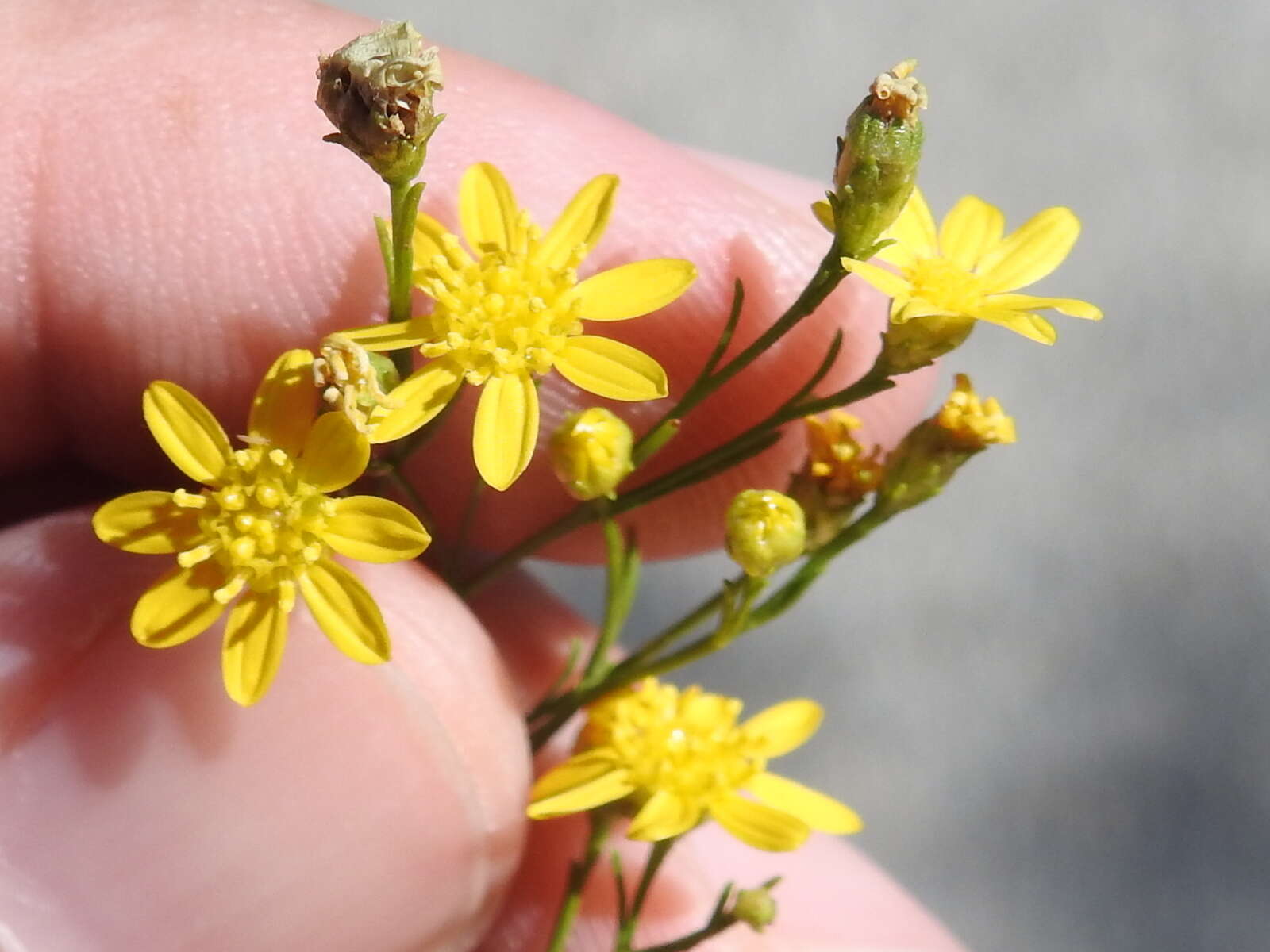 Image of prairie broomweed