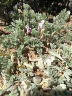 Image de Astragalus purshii var. lectulus (S. Wats.) M. E. Jones