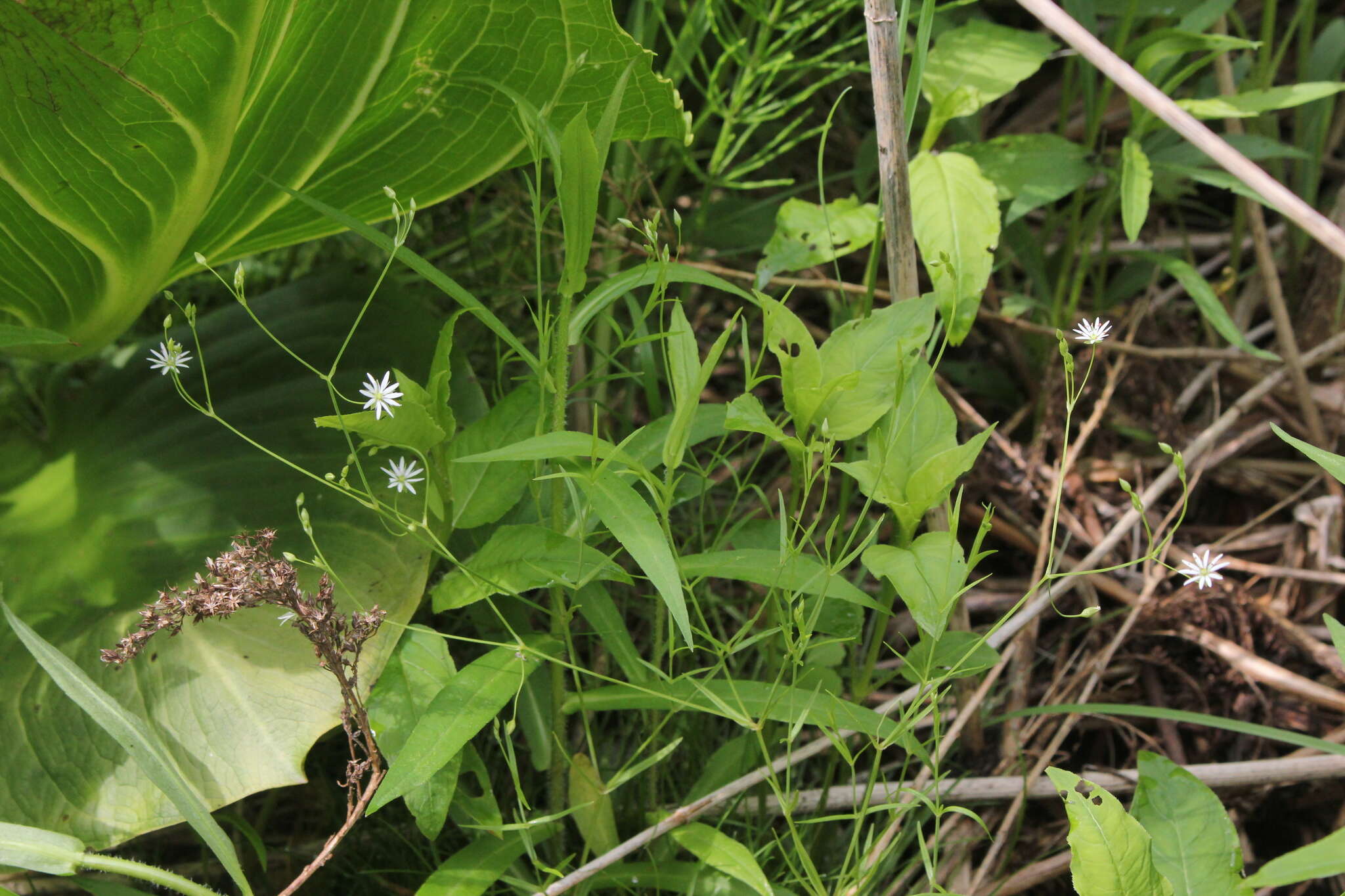 Image of longleaf starwort