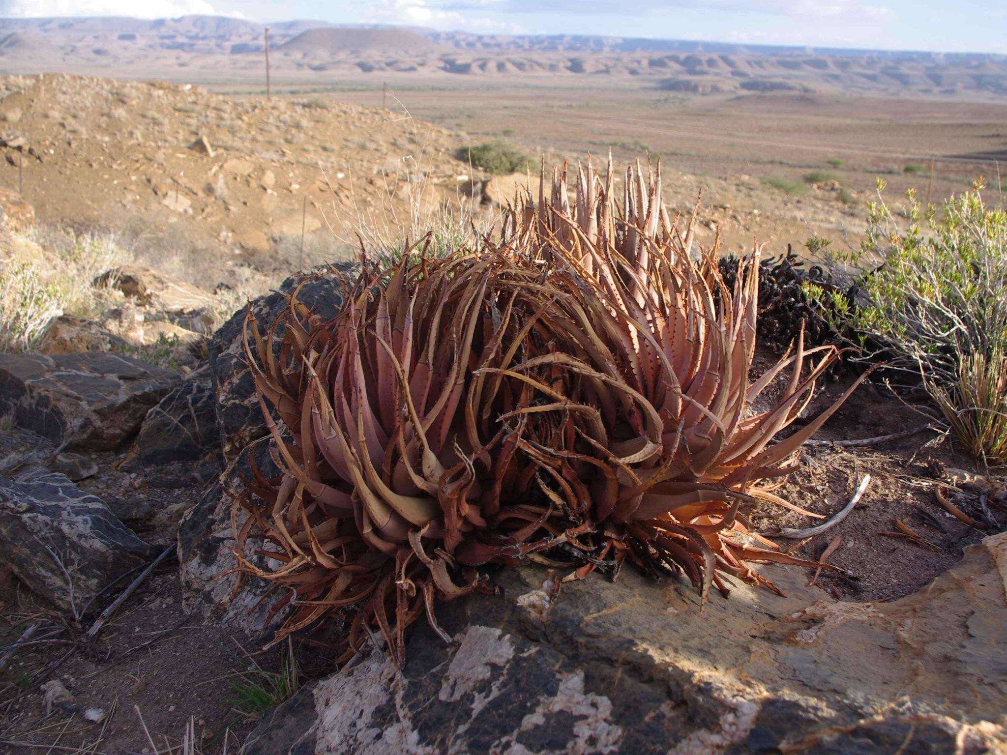 Image of Aloe argenticauda Merxm. & Giess