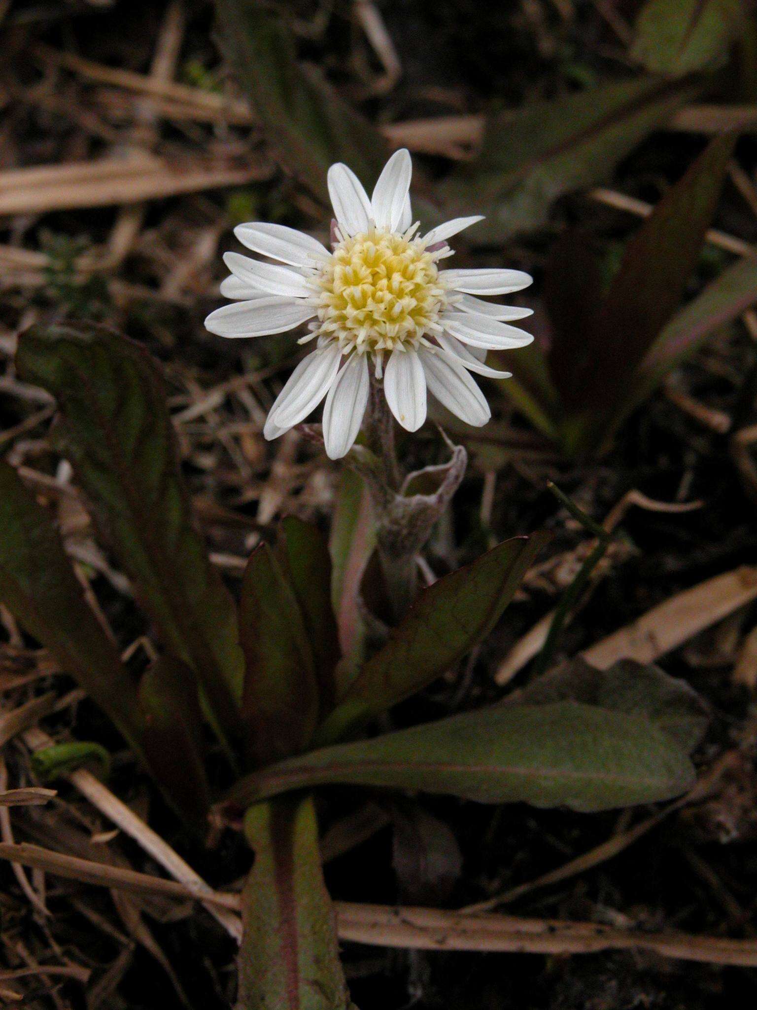 Image de Endocellion sibiricum (J. F. Gmel.) Toman