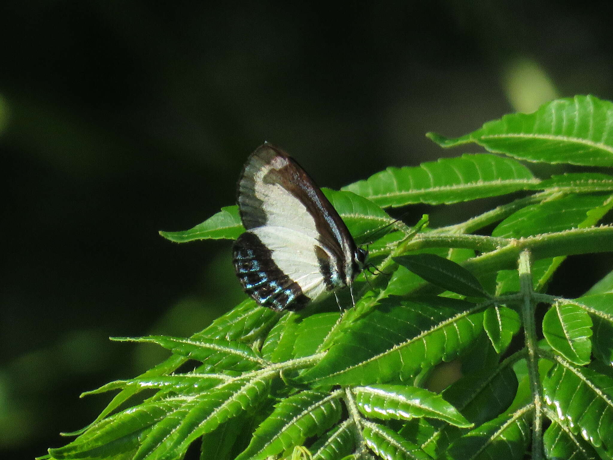 Image of Psychonotis