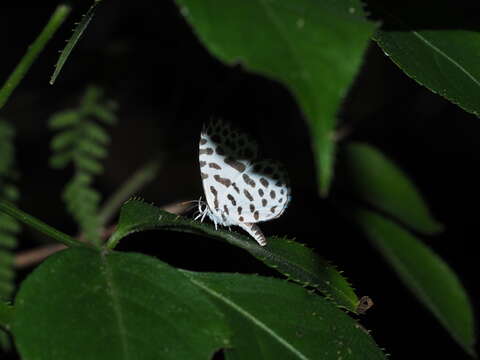 Image of Forest Pierrot