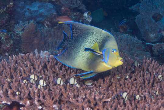 صورة Pomacanthus semicirculatus (Cuvier 1831)