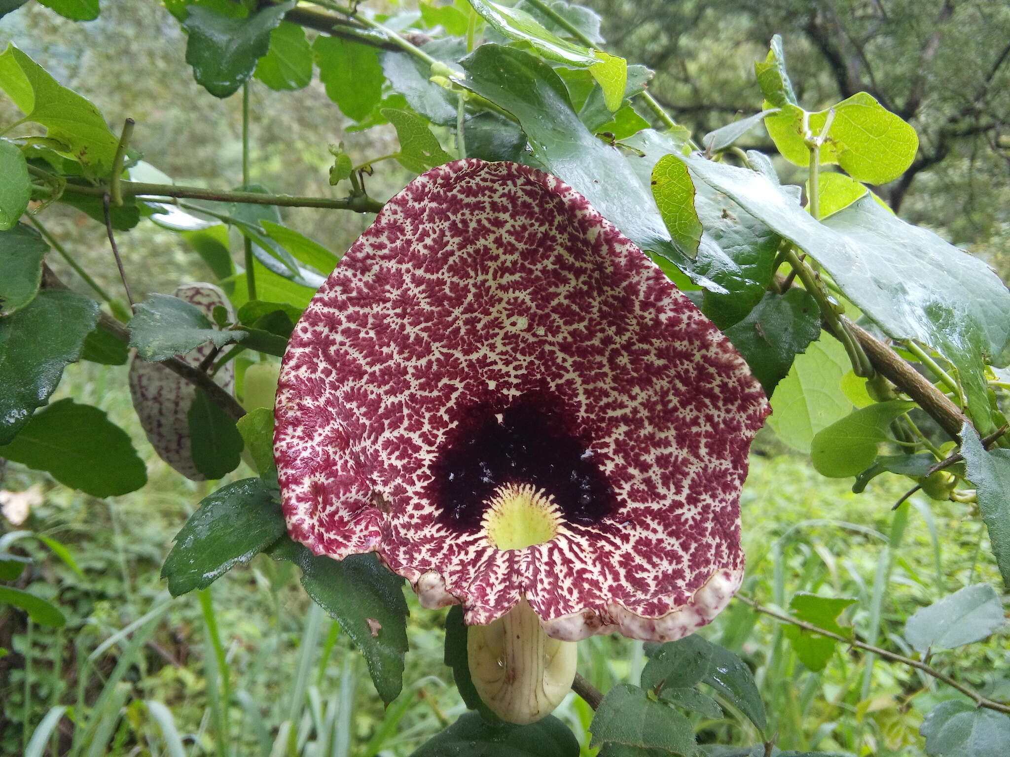 صورة Aristolochia elegans Mast.