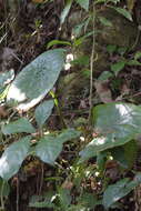 Image de Begonia nelumbiifolia Schltdl. & Cham.