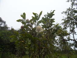 Image of Protea madiensis Engl.