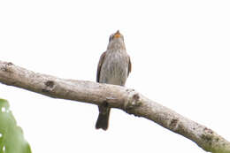 Image of Brown-streaked Flycatcher