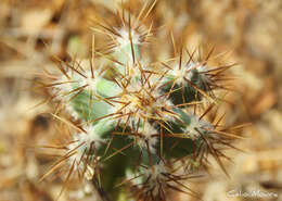 Image de Cereus jamacaru subsp. jamacaru