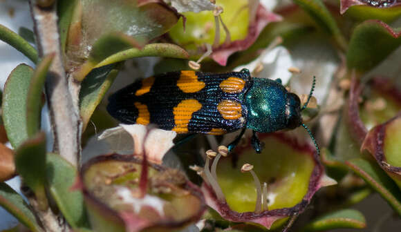 Image of Castiarina bicolor (Gory & Laporte 1838)