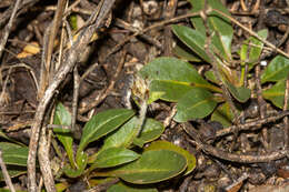 Image de Ptilotus seminudus (J. M. Black) J. M. Black