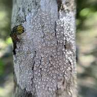 Image of Frosty saucer lichen