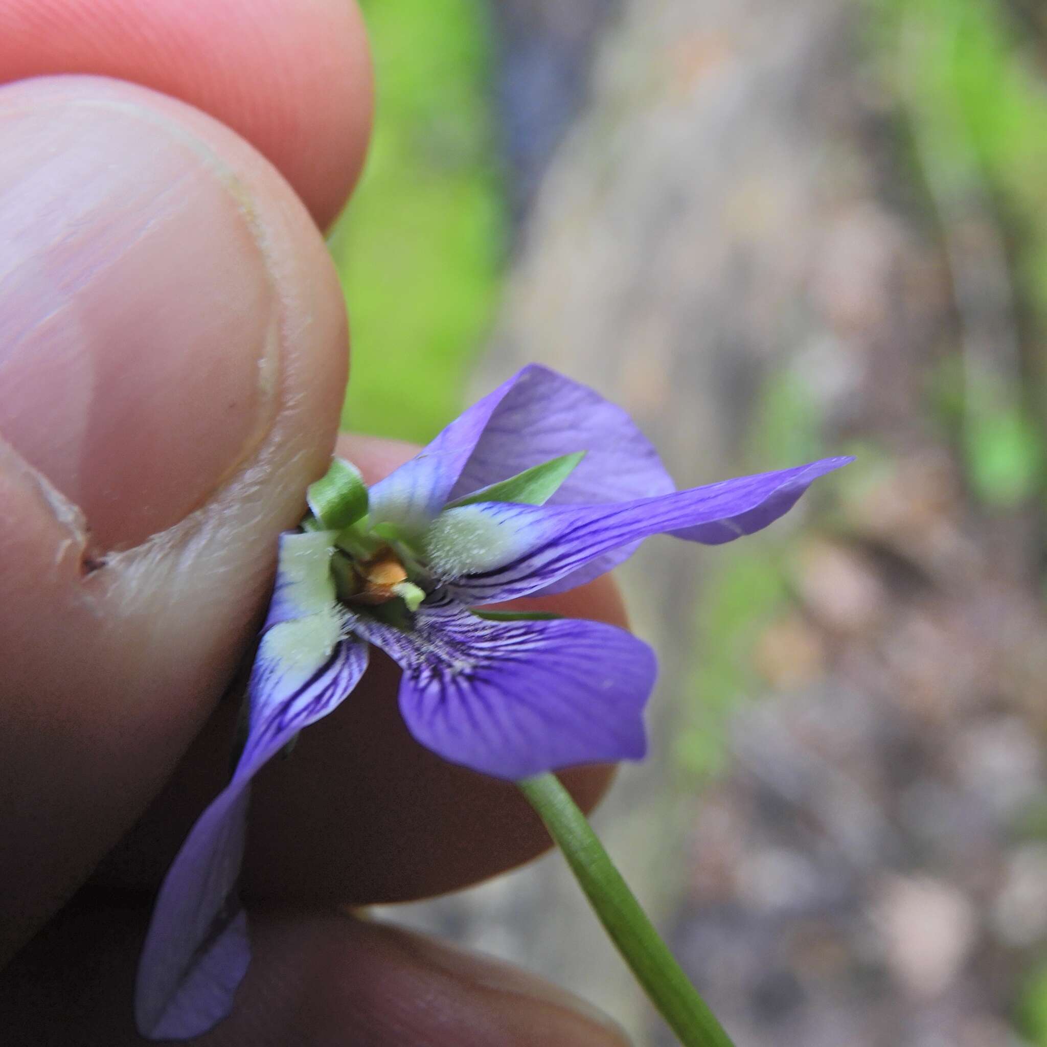 Слика од Viola cucullata Ait.