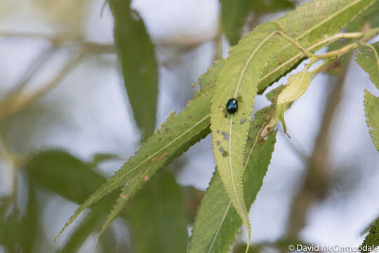 Image of willow leaf beetle