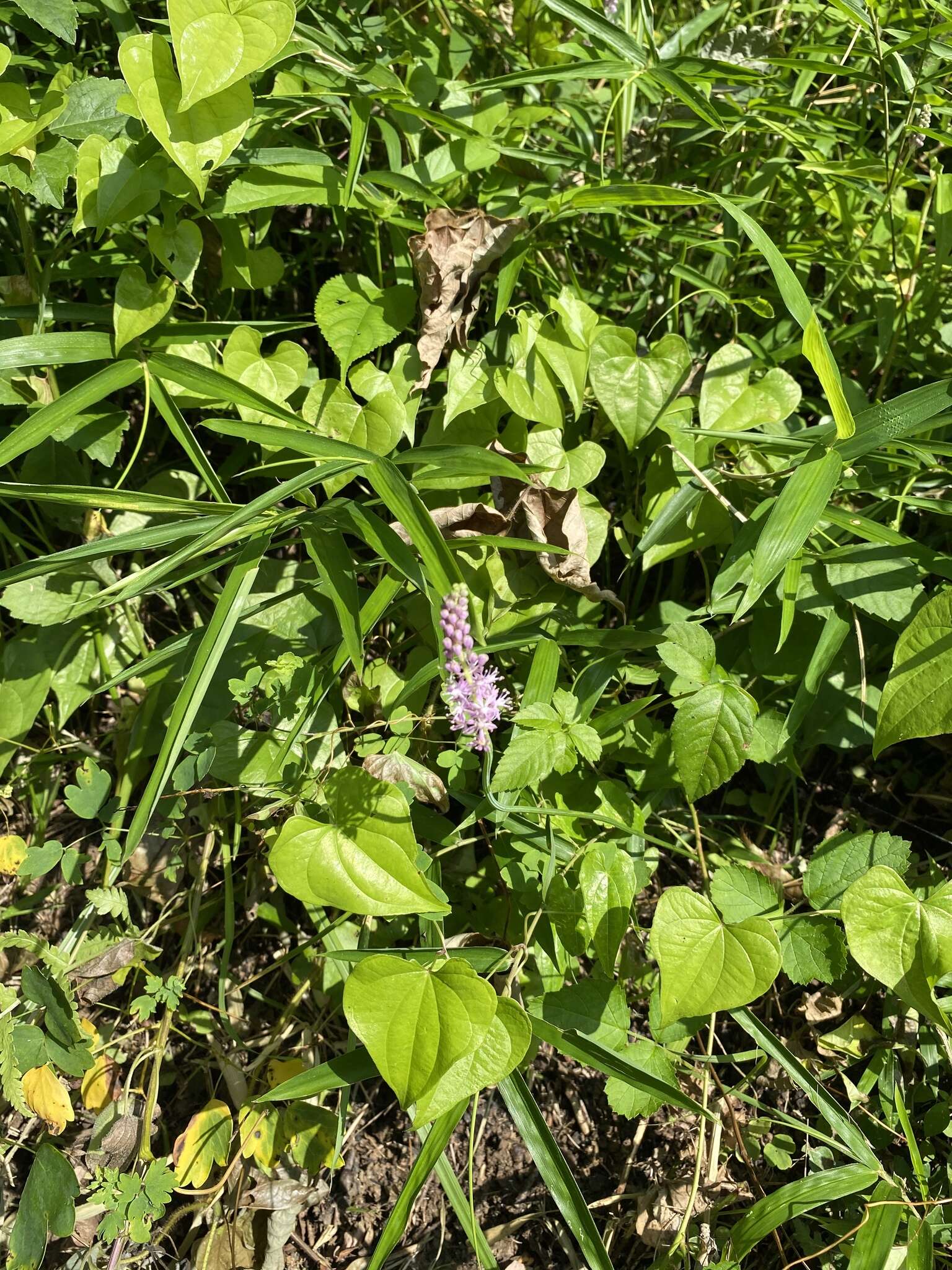 Image of Barnardia japonica (Thunb.) Schult. & Schult. fil.