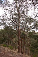 Plancia ëd Eucalyptus globulus subsp. bicostata (Maiden. Blakely & Simmonds) Kirkpatrick