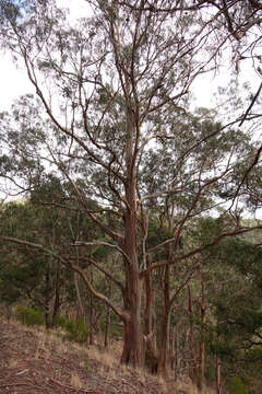 Plancia ëd Eucalyptus globulus subsp. bicostata (Maiden. Blakely & Simmonds) Kirkpatrick