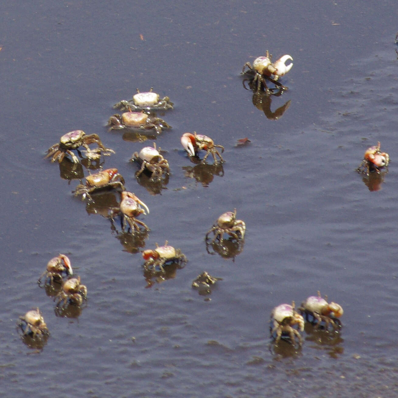 Image of Atlantic sand fiddler