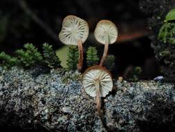 Слика од Marasmius croceus G. Stev. 1964