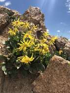 Image de Senecio amplectens var. holmii (Greene) H. D. Harrington