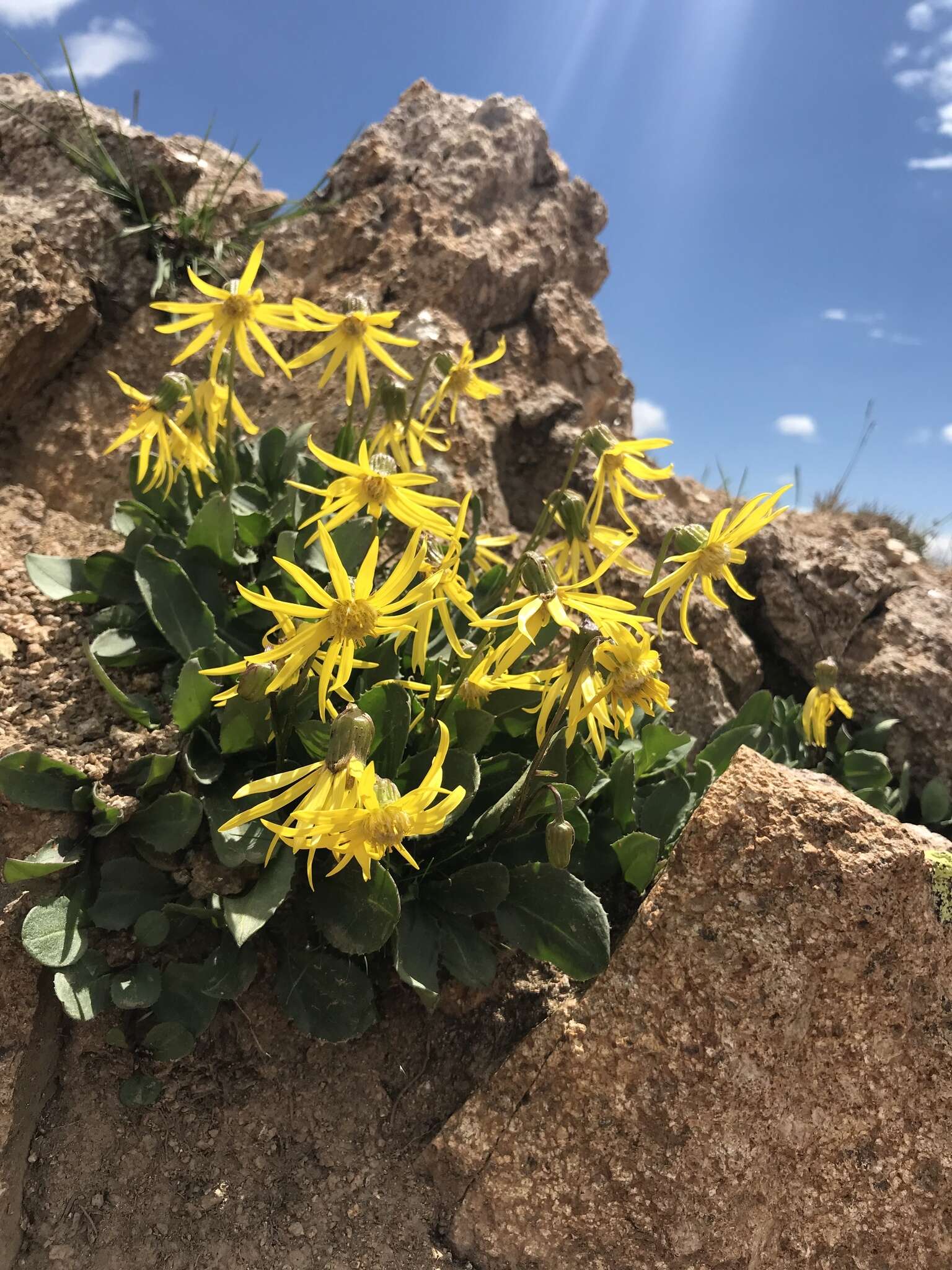 Слика од Senecio amplectens var. holmii (Greene) H. D. Harrington