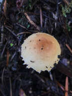 Lepiota spheniscispora Vellinga 2001 resmi