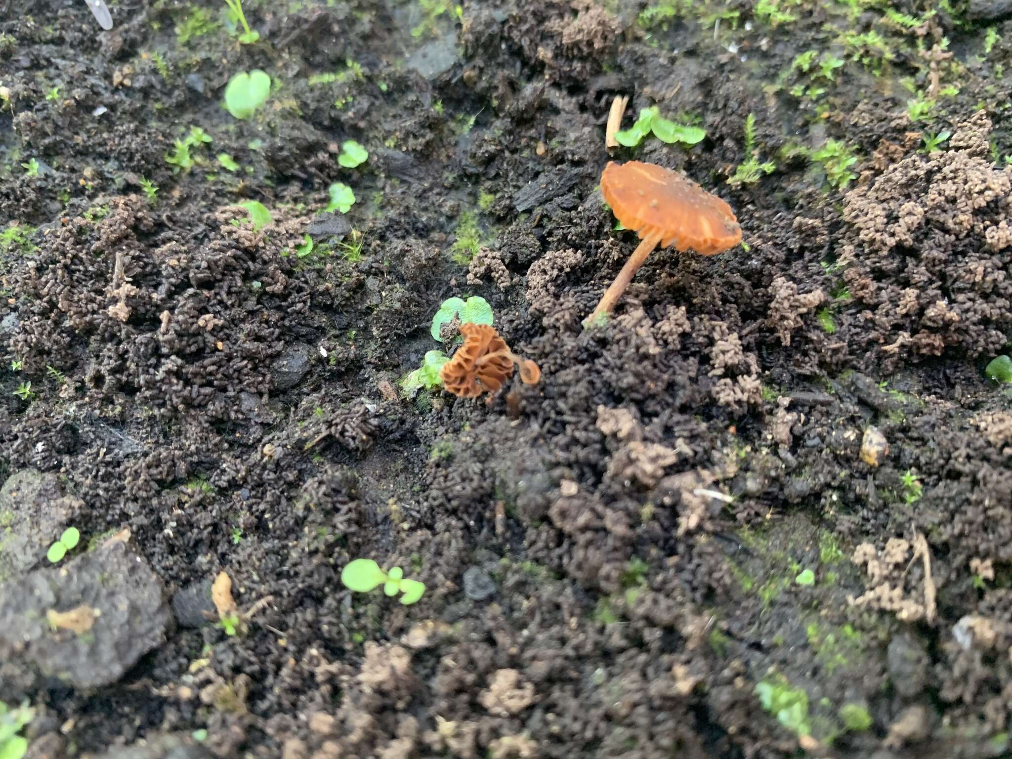 Image of Conocybe aurea (Jul. Schäff.) Hongo 1963