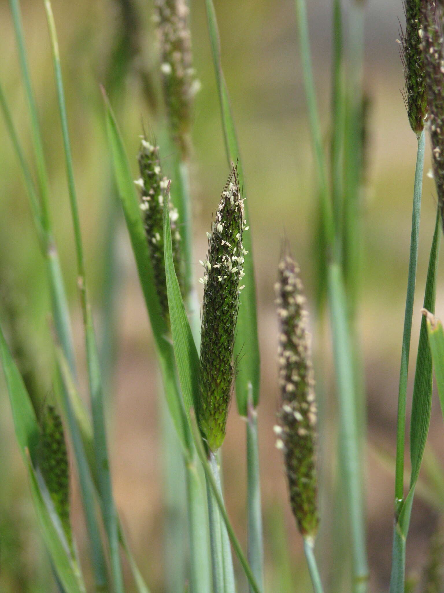 Image of Carolina foxtail