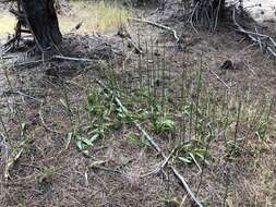 Image of Denseflower rein orchid