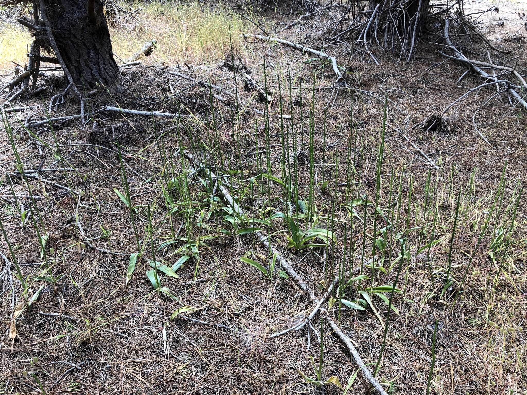 Image de Platanthera elongata (Rydb.) R. M. Bateman