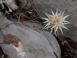 Imagem de Chardinia orientalis (L.) O. Kuntze