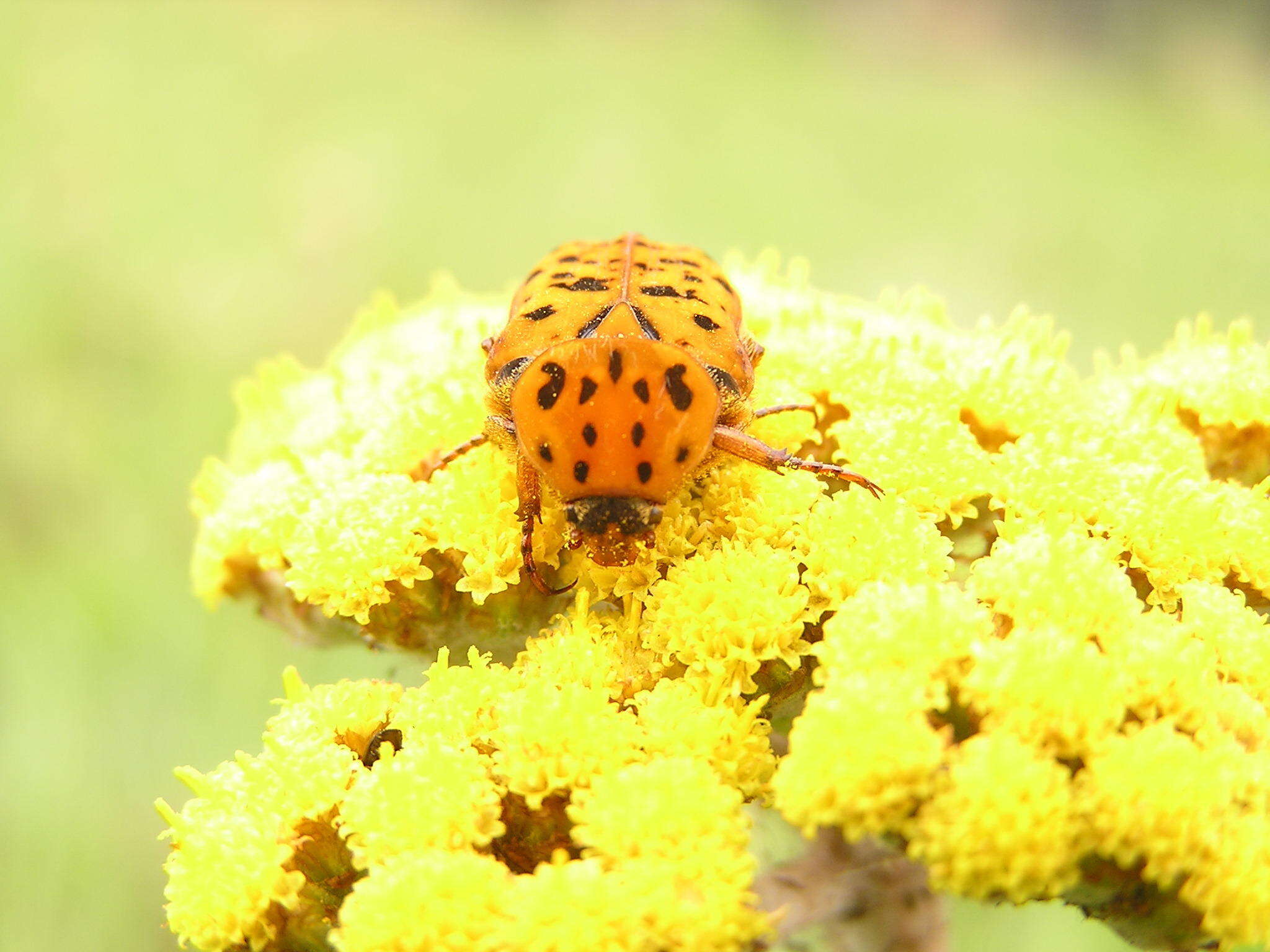 Image of Atrichelaphinis nigropunctulata (Péringuey 1896)