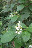 Image of thicket wild coffee