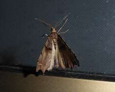 Image of brown fern moth