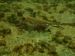 Image of Spotted Ratfish