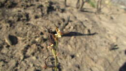 Image of Disa salteri G. J. Lewis