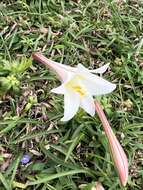 Image of Easter lily