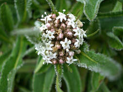 Image de Valeriana prionophylla Standl.