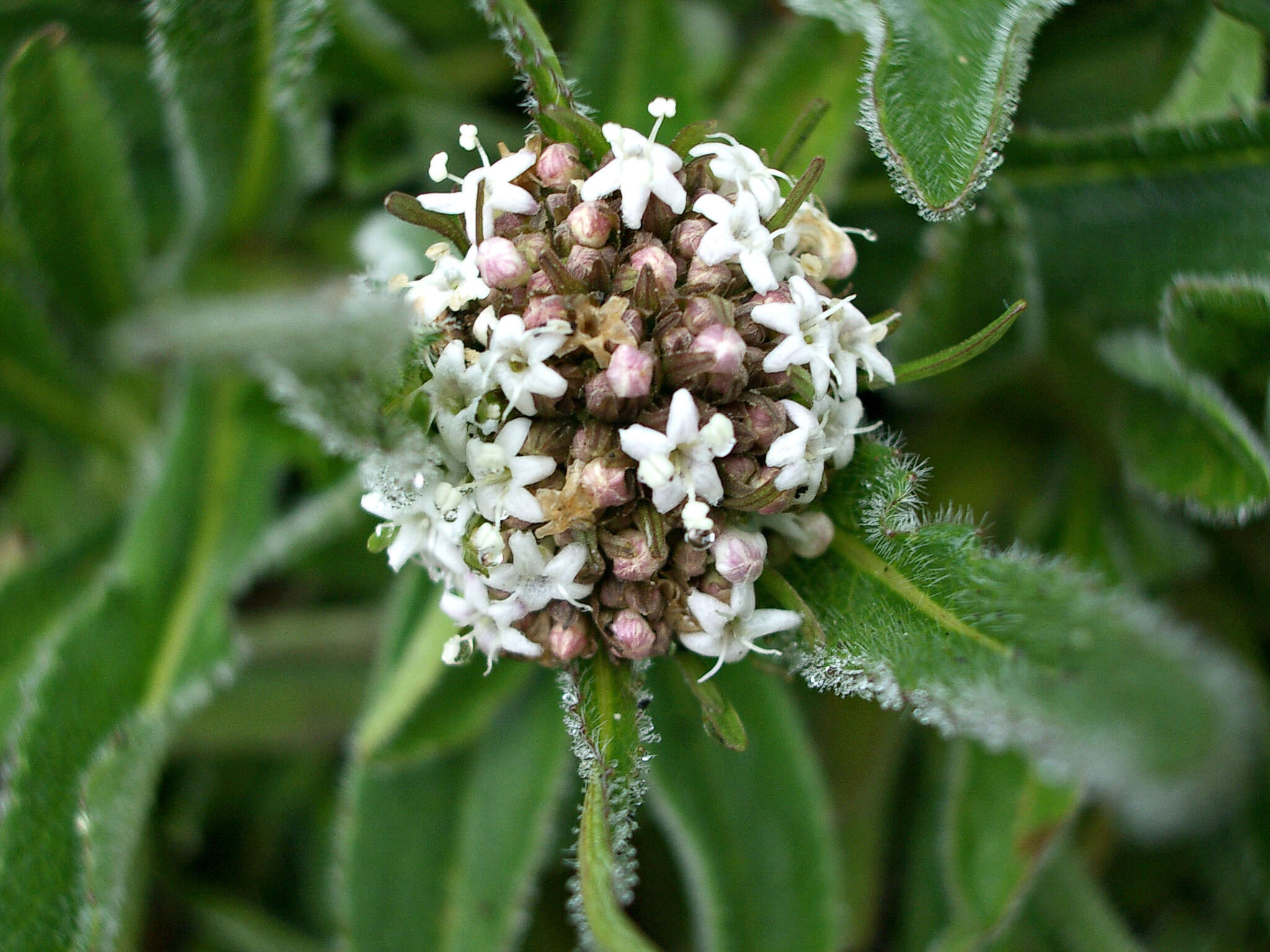 Image de Valeriana prionophylla Standl.