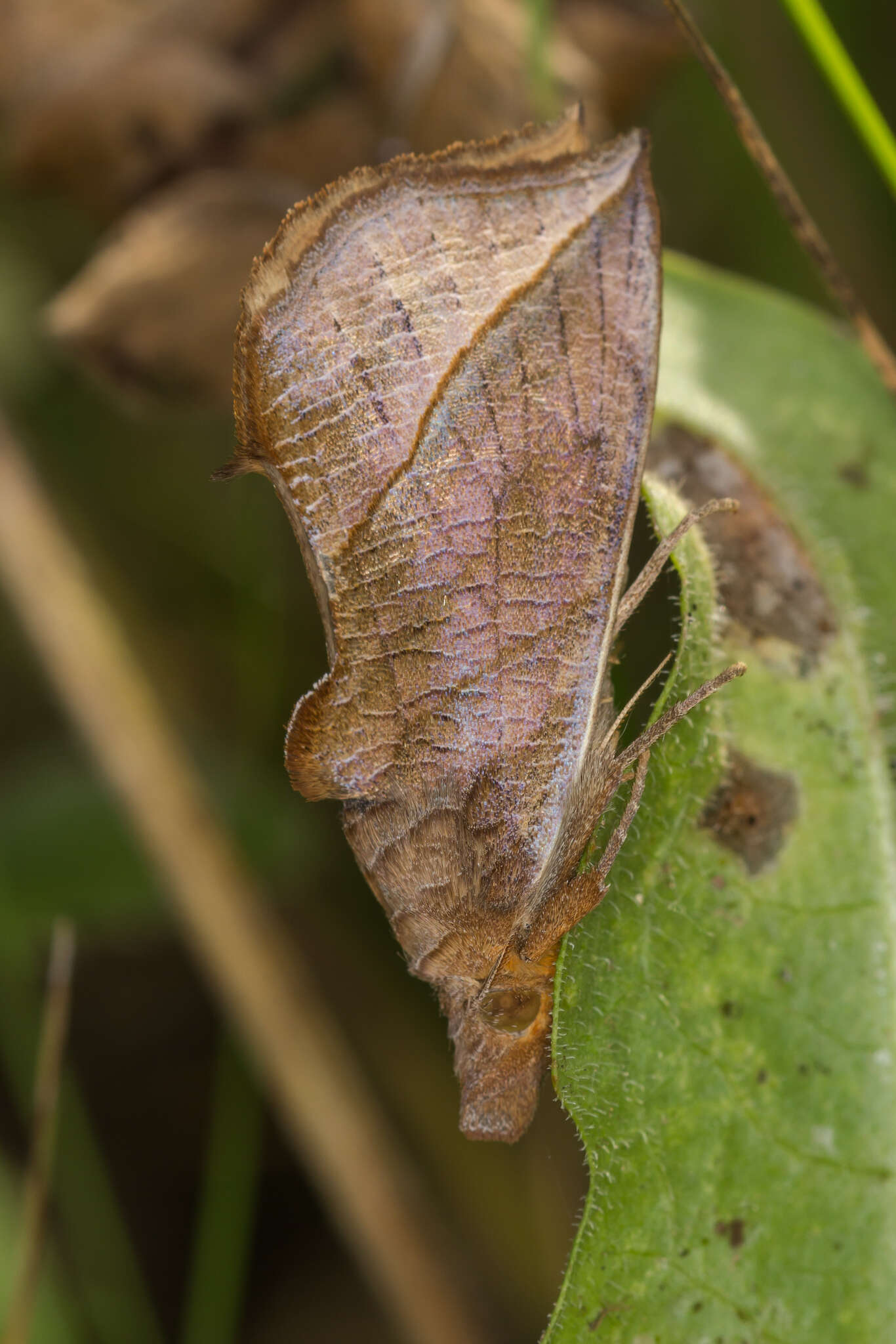 Слика од Calyptra thalictri Borkhausen 1790