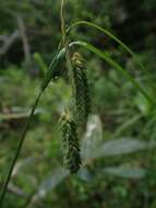 Image of Carex maximowiczii Miq.