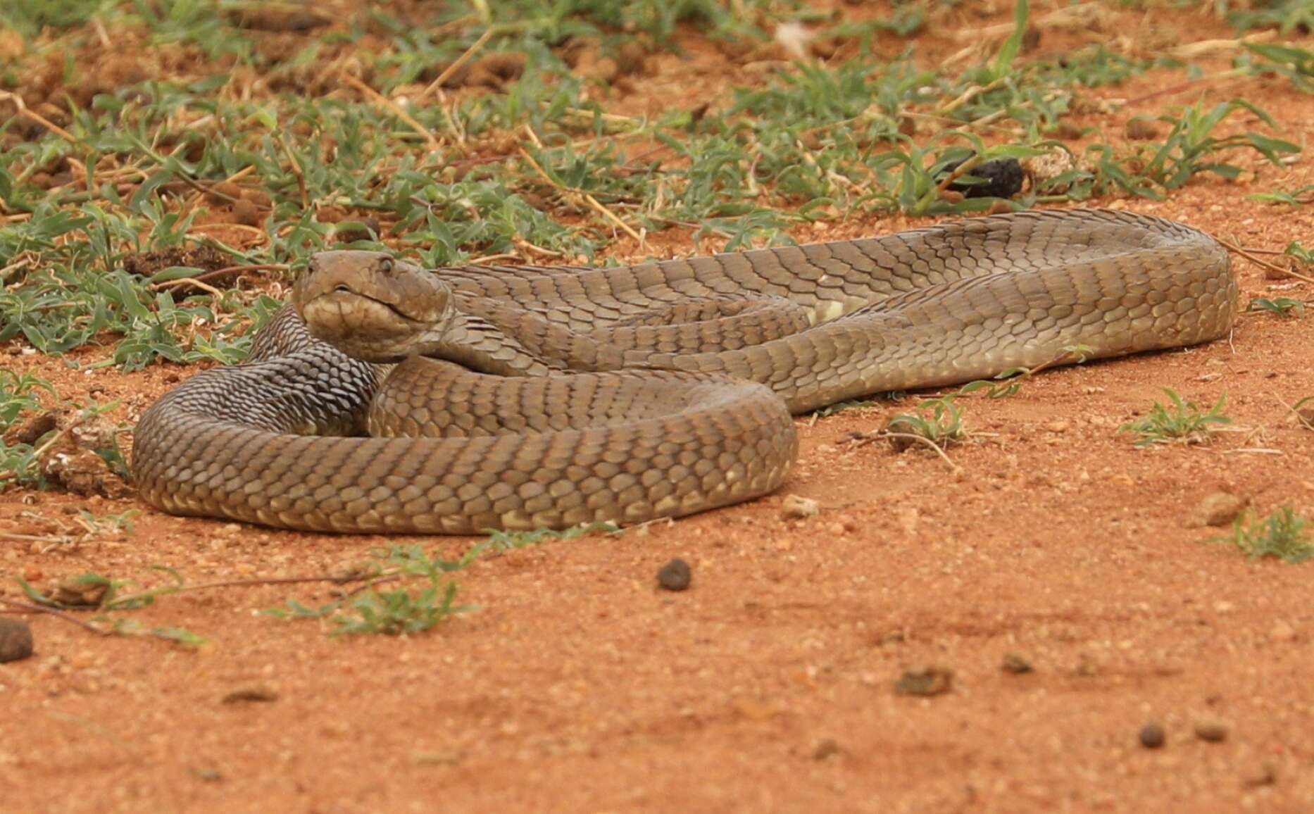 Image of Ashe’s spitting cobra