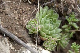 Image of Sempervivum globiferum subsp. hirtum (L.) H.