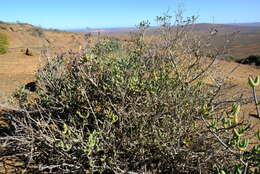 Imagem de Stoeberia frutescens (L. Bol.) E. van Jaarsveld