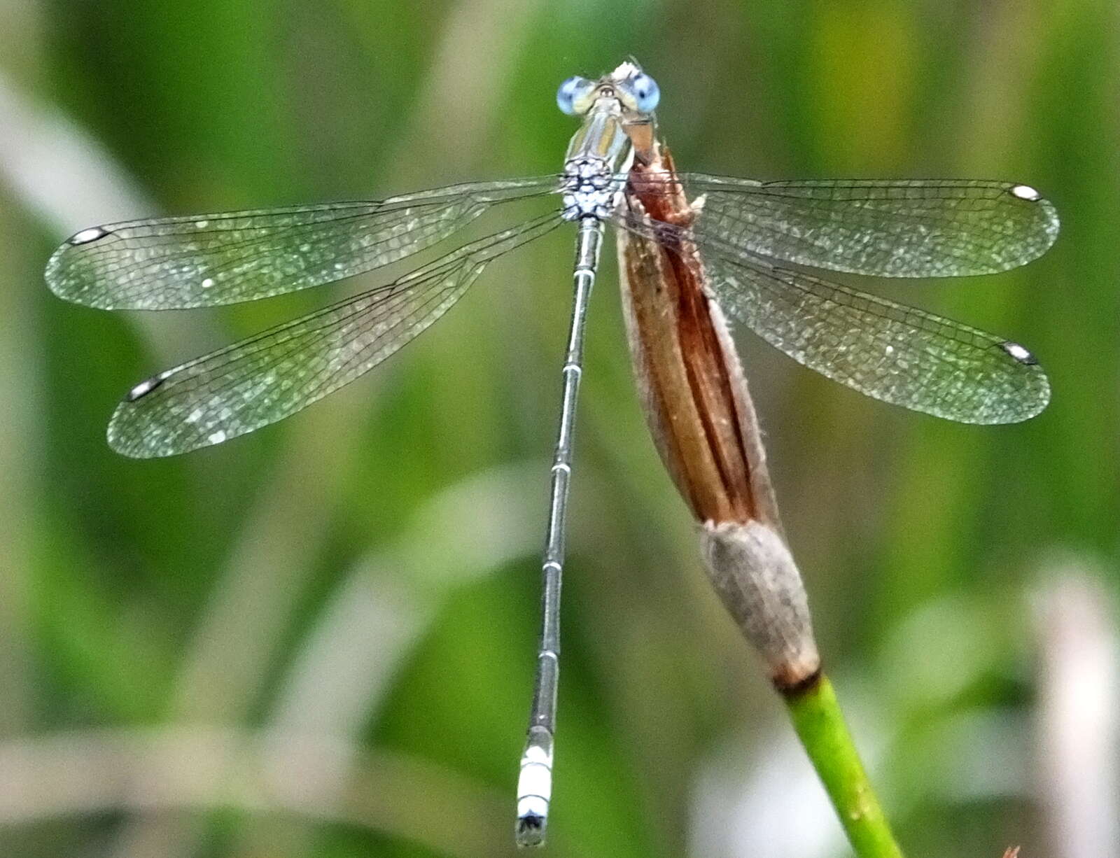 Imagem de Lestes virgatus (Burmeister 1839)