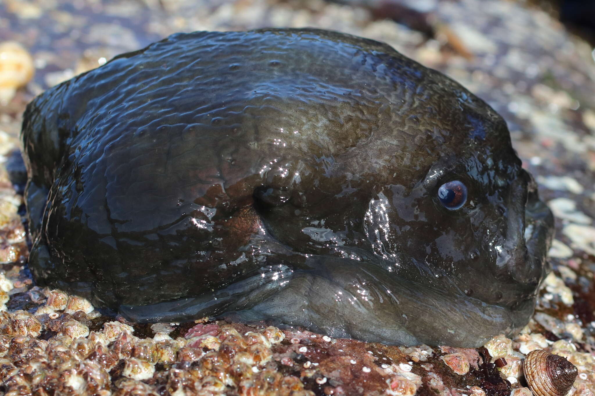 Image of Globefish