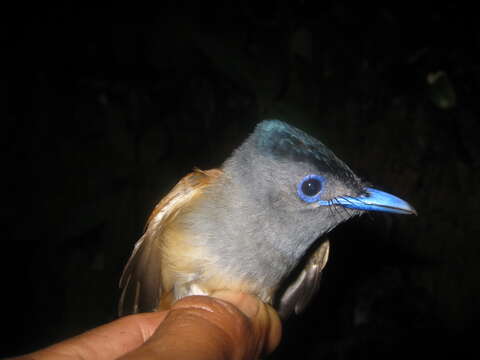 Image of Blyth's Paradise Flycatcher