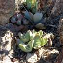 Image of Conophytum herreanthus subsp. rex S. A. Hammer