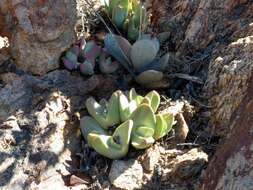 Image of Conophytum herreanthus subsp. rex S. A. Hammer